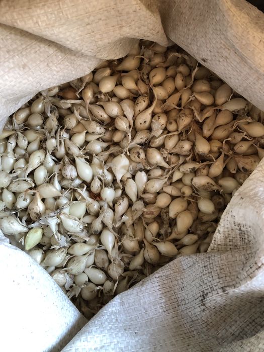 Продам Лук севок