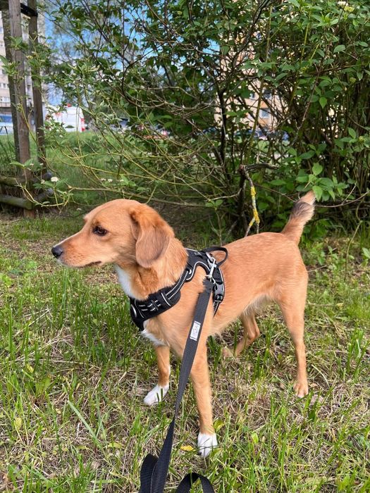 Czy Fanta dostanie szansę