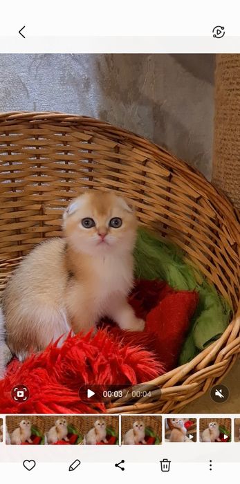 Девочка золотая шиншилла