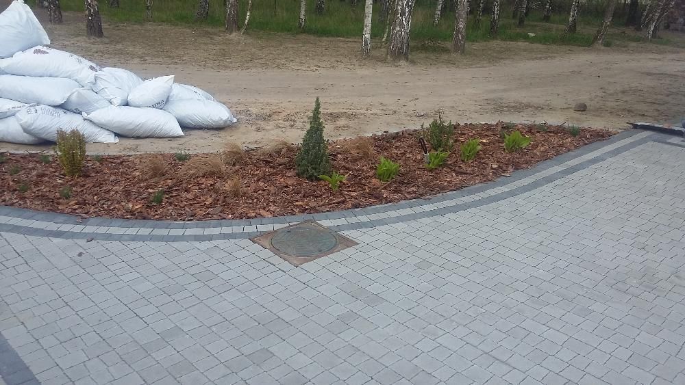 Kora Sosnowa ogrodowa