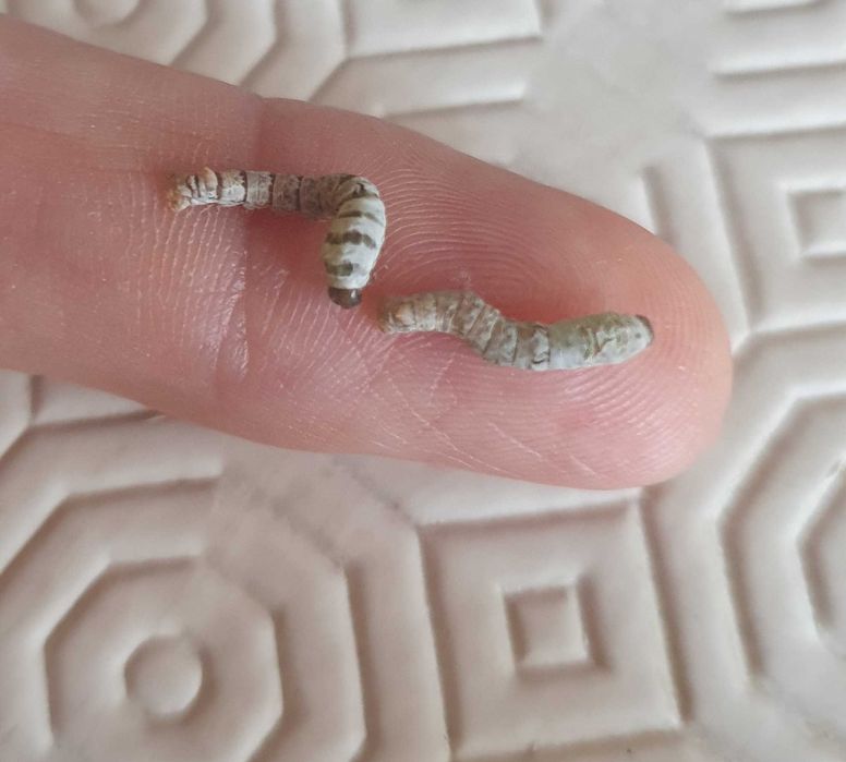 Conjunto Bichinhos da seda