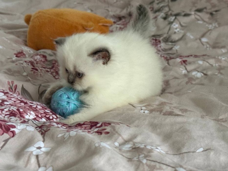 Шотландска кішка