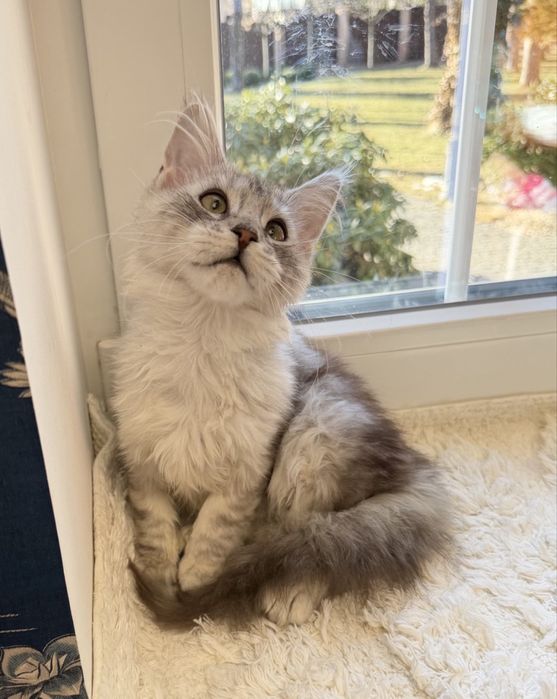 Мейн Кун - весняний подарунок