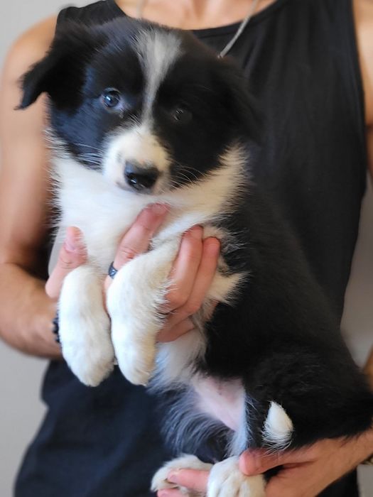 Border Collie piesek