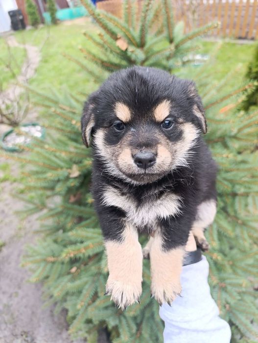 Цуценнят відам  в хороші руки.