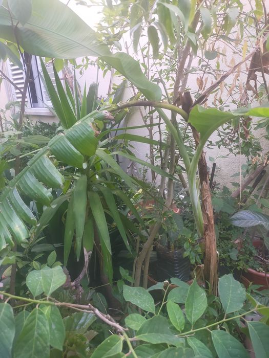 Árvore de fruto bananeira