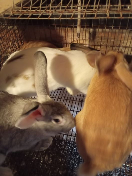 Coelhos  caseiros