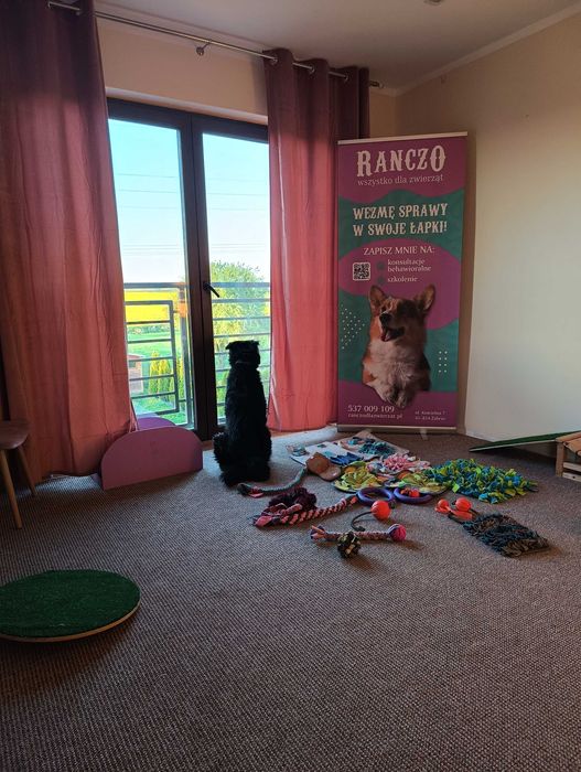 Behawiorysta, zoopsycholog, trener psów