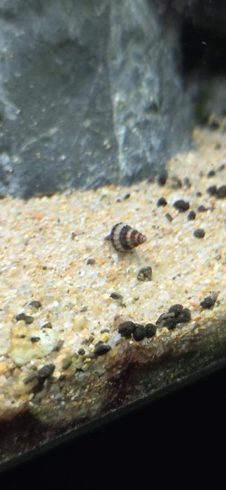 Caracol Assassino (Anetome Helena)