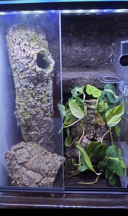 Terrarium wraz z gekon orzęsiony dwie sztuki gotowy zestaw żywe terrarium