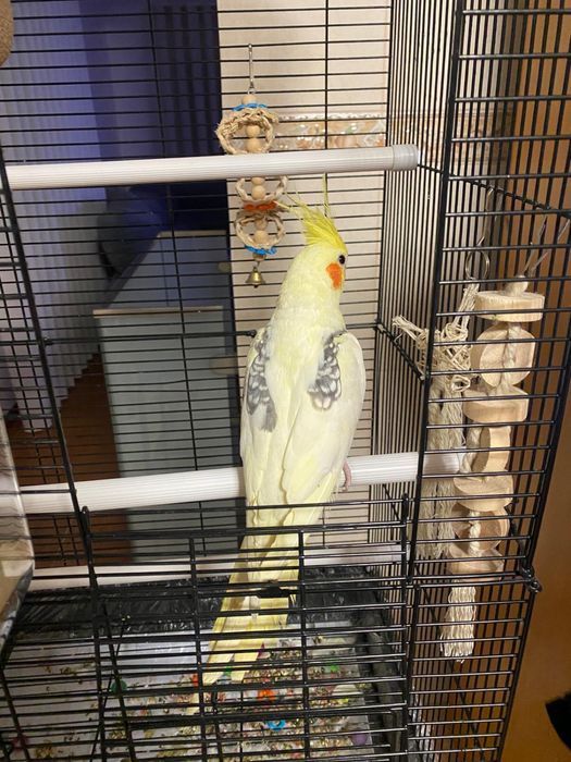 Cedencia de aves mais gaiola