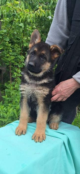 Цуценята красені вівчарки 2міс.