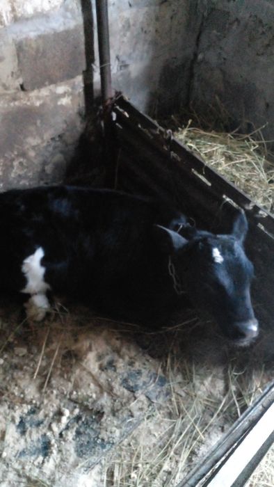 Продам місячного бичка