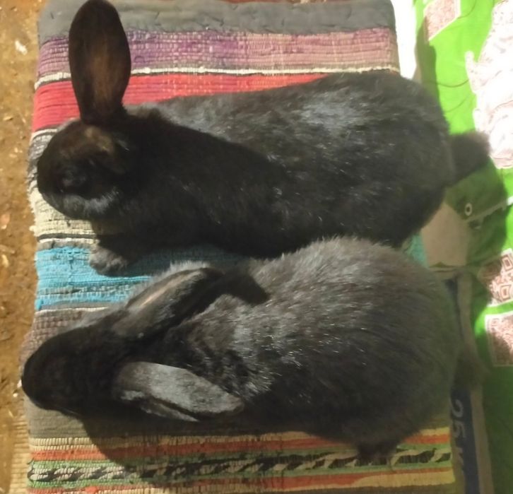 Кролі. Молоді самички німецького строкача