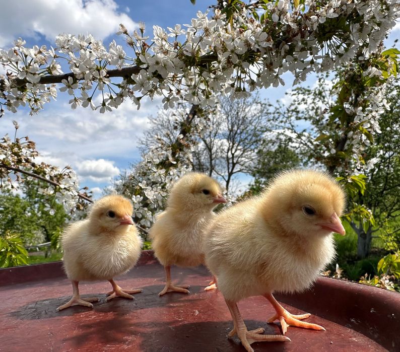 Курчата Циплята Цыплята Ломан Браун півники добові Акція
