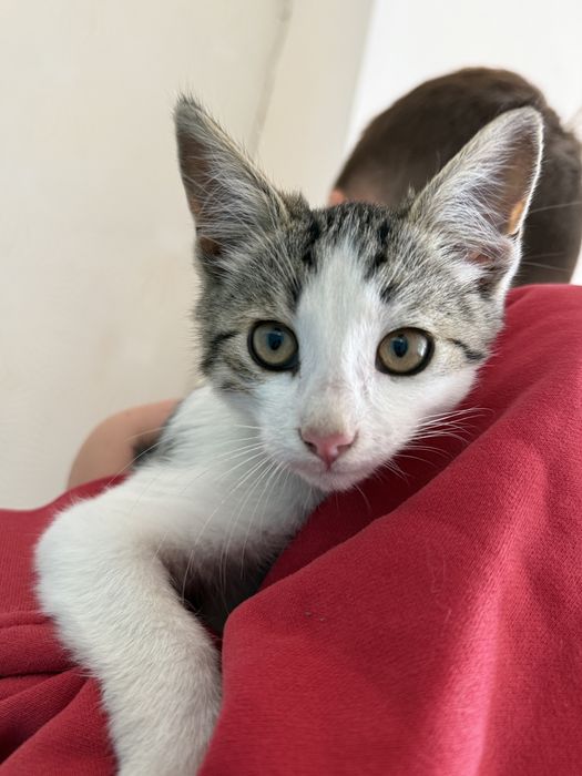 кошенята, котики