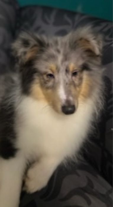 Piesek ma 4 miesiace szczepienia i rodowod