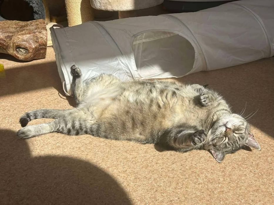 Urocza Jola szuka domu!