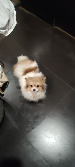 мини шпицуля девочка