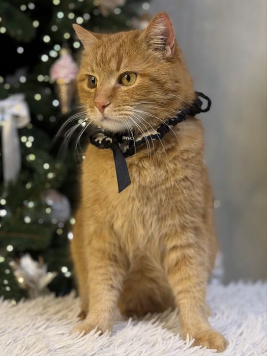 Кіт з різними очима (кастрований)