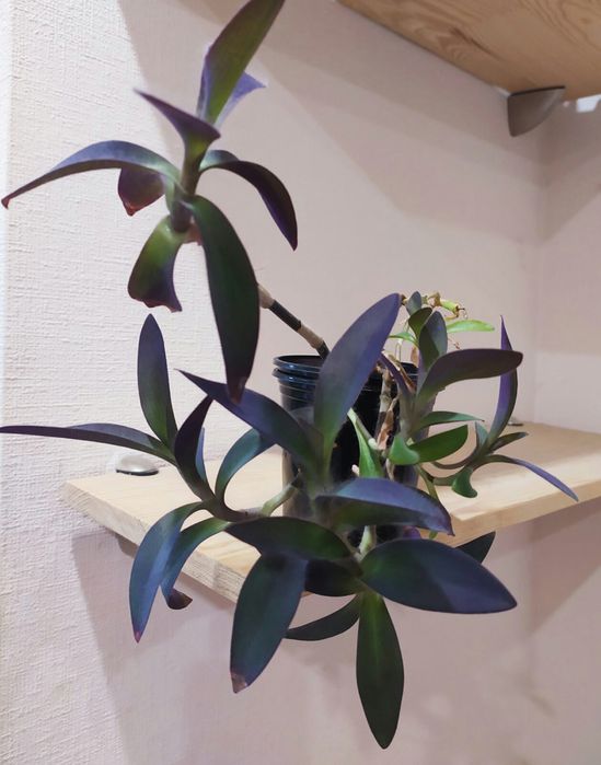 Традесканция комнатная