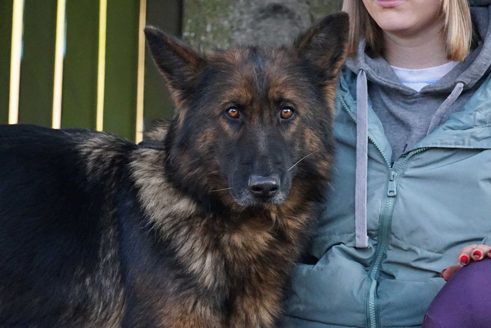 Stopka - śliczna sunia w typie owczarek niemiecki