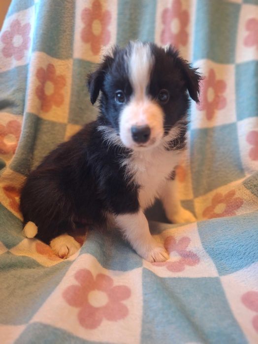 Border Collie  czarno-biały:-) szczeniak