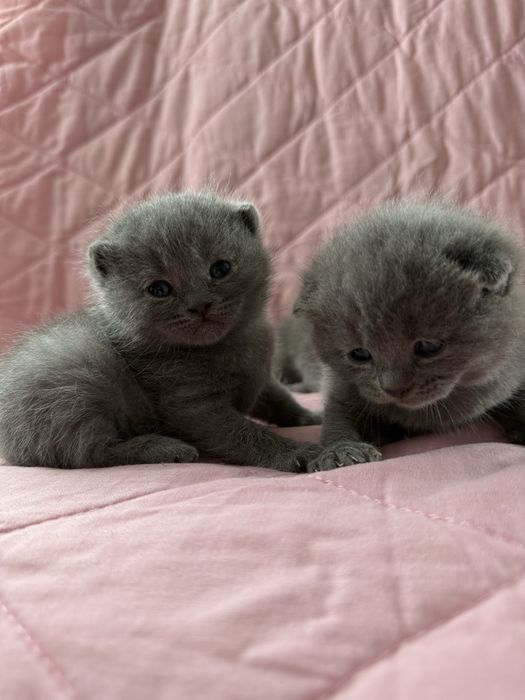 Шотландські висловухі кошенята