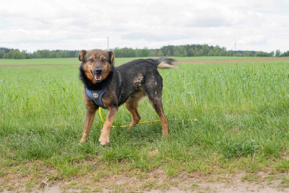 Przyjazny spokojny Dingo szuka domku