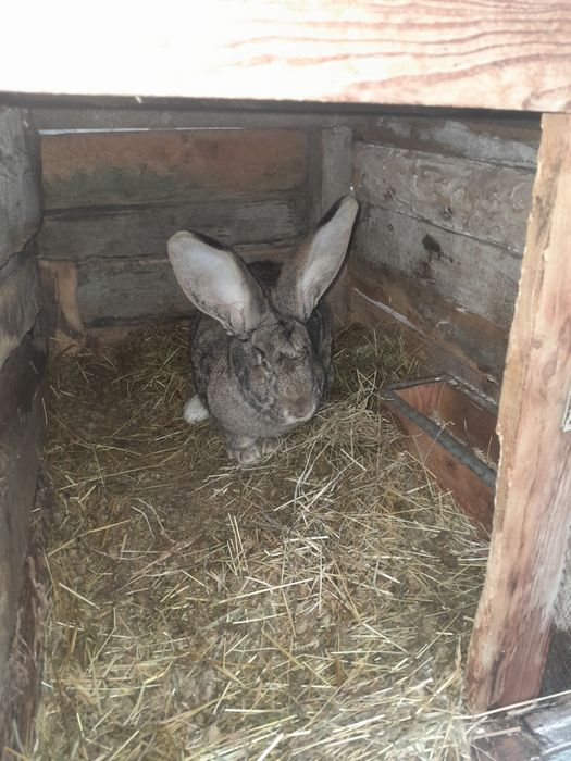 Спарована самка.