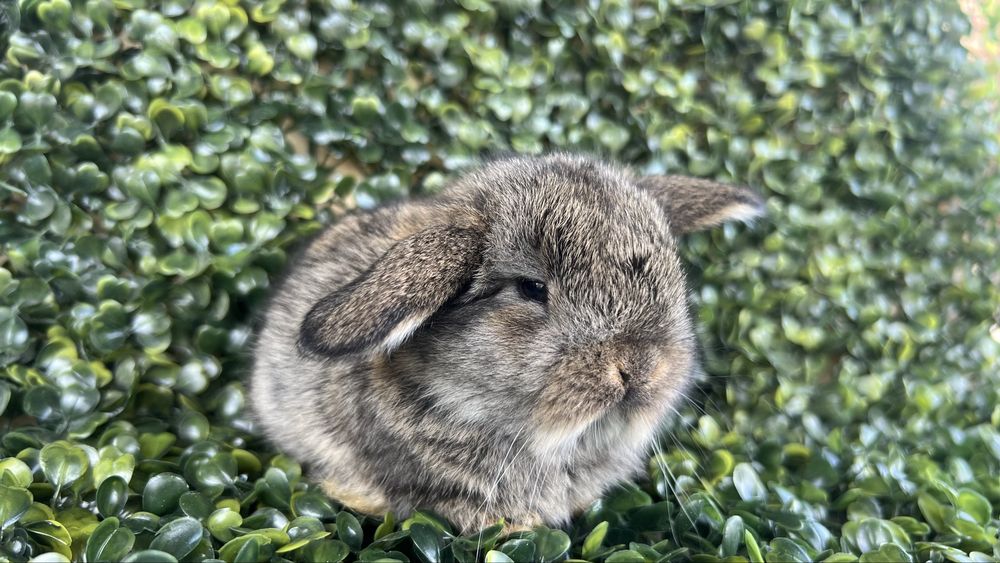 Mini lop/samce/metryka/chip