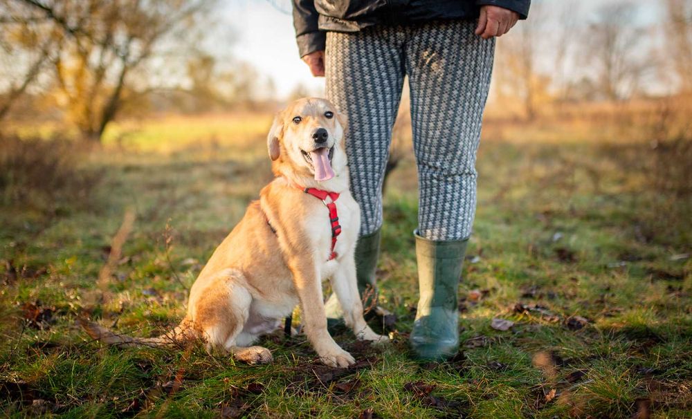 Wafel - biszkoptowy SZCZENIAK szuka domu!