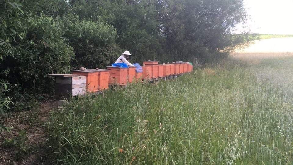 Miody kremowane, propolis, pyłek pszczeli z Walkuszowej Pasieki