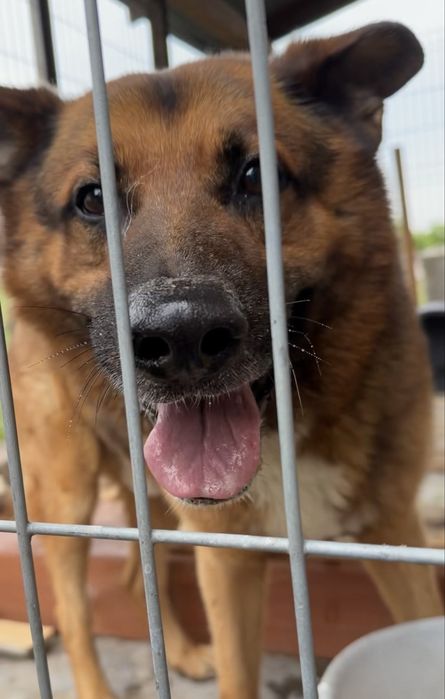 Owczarek Niemiecki za darmo do adopcji