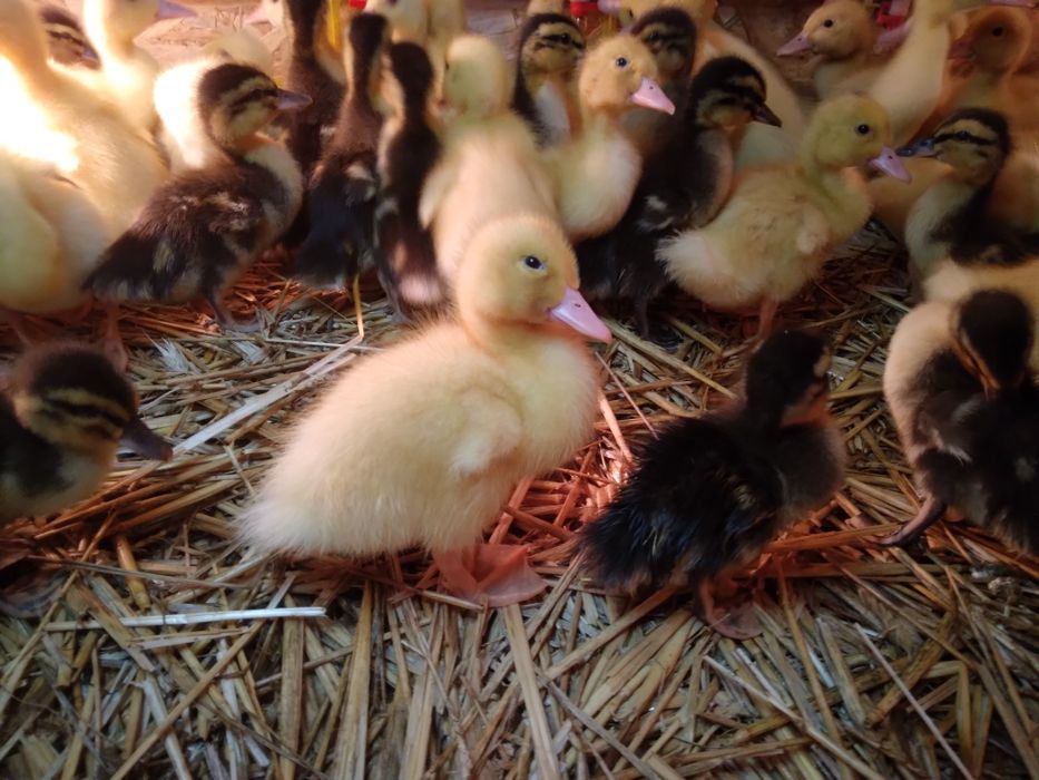 Kaczki pekin mulard staropolskie dworka