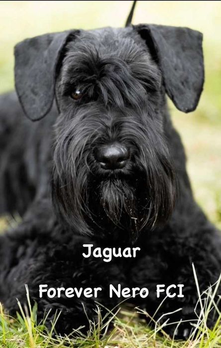 Suczka sznaucer miniaturowy