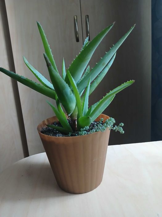 Кімнатні рослини (Вазони )