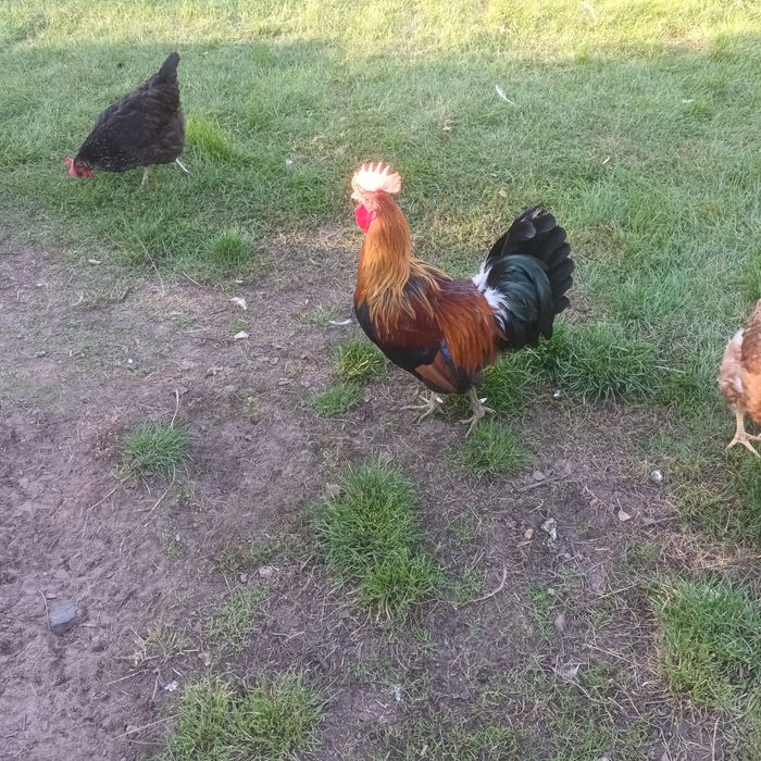 Piękne koguty do kurnika lub na rosół