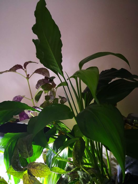 Philodendron sp. papua new guinea