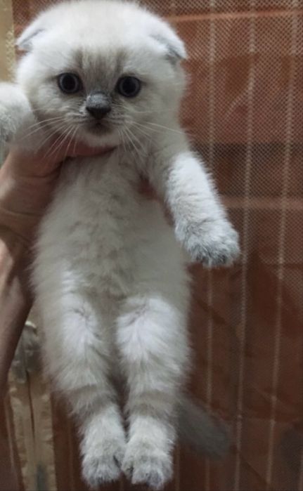 Продам кошенят блю поинт
