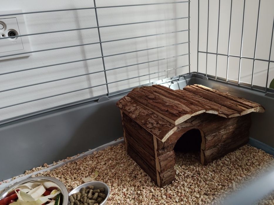 Gaiola Porquinho da Índia + Casa + Bebedouro