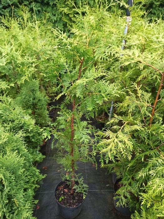 Thuja Brabant, Zerbina wys. 160-170cm