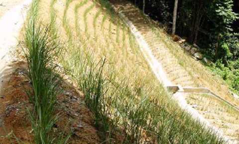 100 Mudas de Vetiver (desde 1 € a partir de 100ud.))