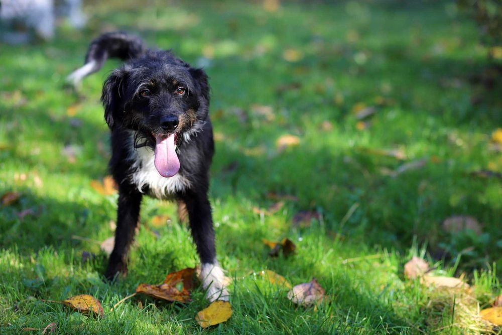 Tricolor CUDNY Rex od 2014 r w schronisku