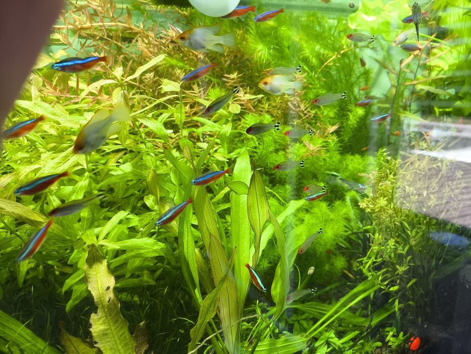 Аквариумные рыбки.