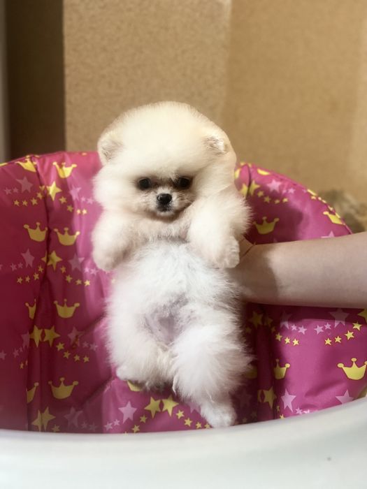 Шпиціки малюки