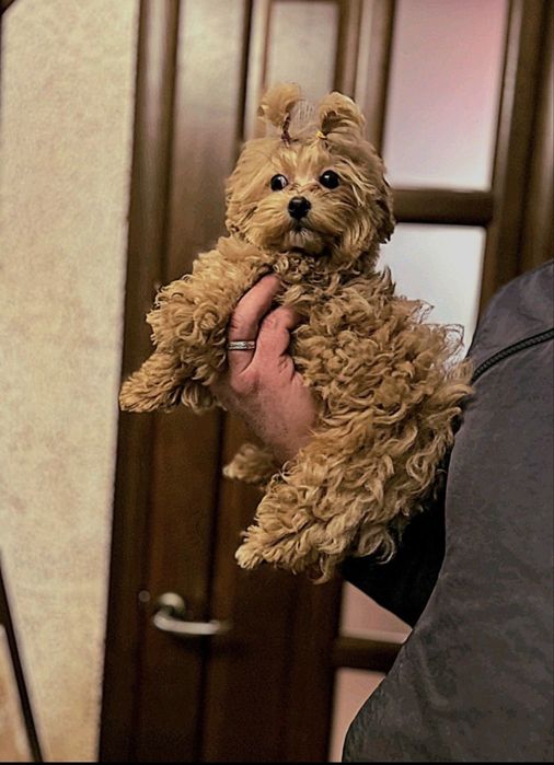 Шиварный мини мальтипу