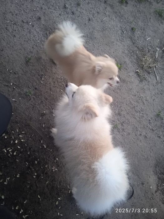 Цуценята шпіца мініатюрні