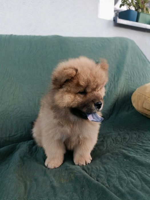 Wzorcowy Chow Chow piękny exterrier psy rodzice FCI