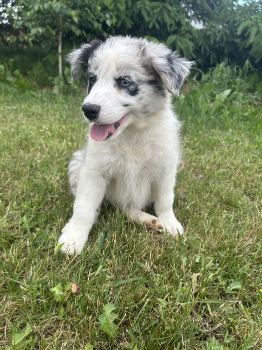 Border Collie Sunia